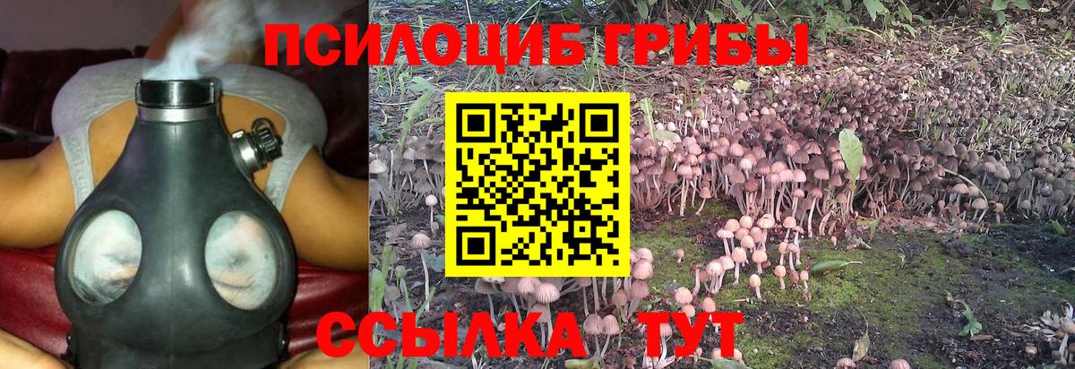 Мичуринск  Галлюциногенные грибы Psilocybe  Вход с VPN 